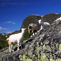 Jotunheimen National Park